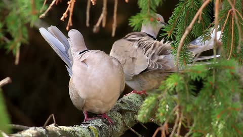 little bird playing happily on the branch