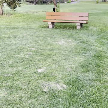 The crow is relaxing on a chair in the charming garden 🪴