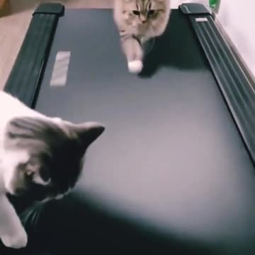 Funny Cats Use Treadmill | Cat On Treadmill | Cat vs Treadmill - catbolo