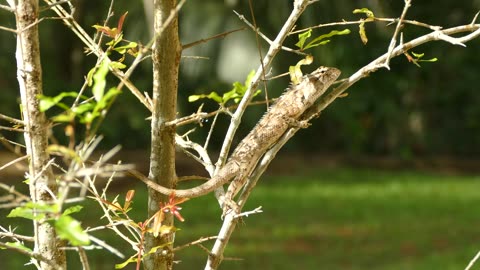 Chameleon perched on a branch