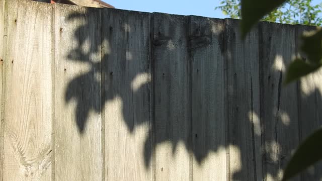 Leafy shadow