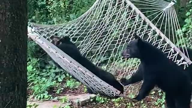 The bears found a hammock and decided to swing