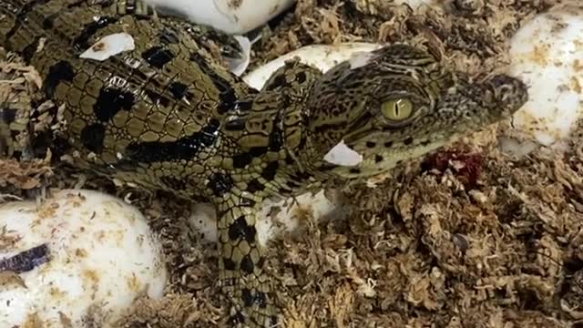 Baby ALLIGATOR HATCHING FROM EGG