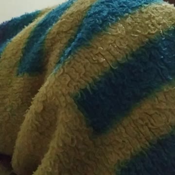 beautiful cockatiel free white face