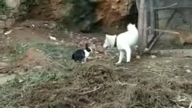 fight। Dog vs rabbit best seen