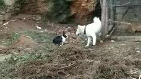 fight। Dog vs rabbit best seen