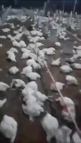 Hundreds of broiler chickens have died on a farm in Honduras