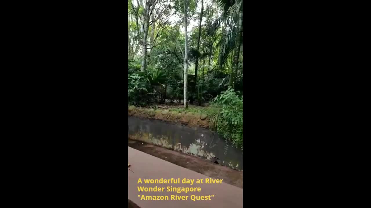 A wonderful day in River Wonder Singapore "Amazon River quest"