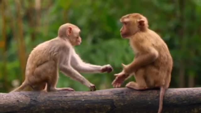 Funniest Monkey - cute and funny monkey videos(Full HD)