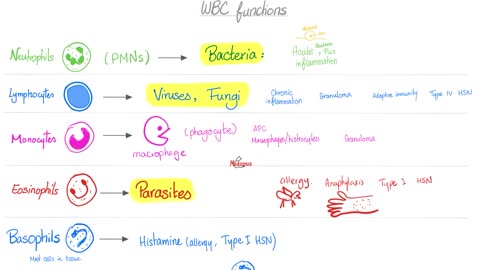 White Blood Cells (WBCs), Platelets (PLTs) and Hemoglobin (Hgb)