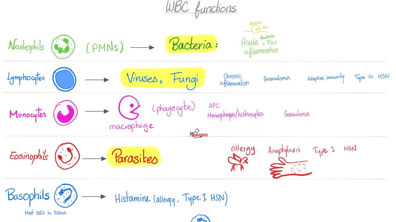 White Blood Cells (WBCs), Platelets (PLTs) and Hemoglobin (Hgb)