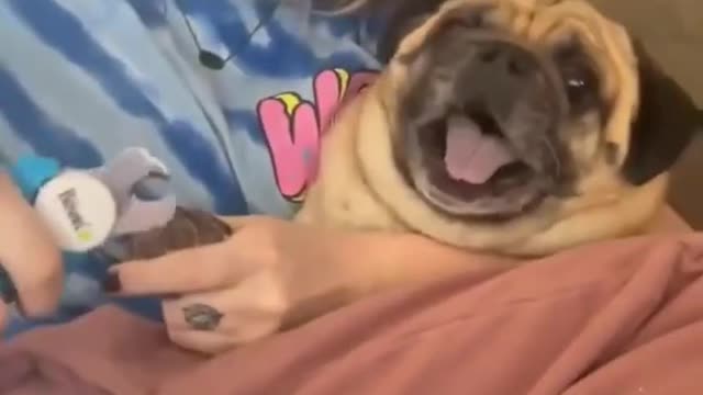 Funny dog screaming when cutting nails