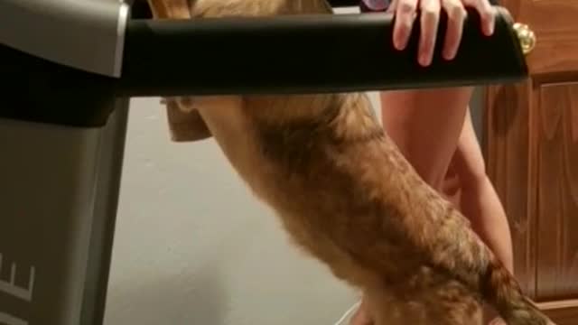 Dog walks like human on treadmill