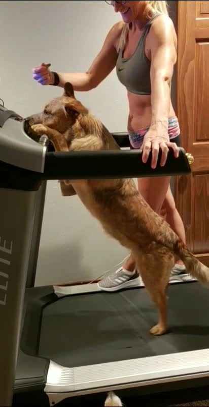 Dog walks like human on treadmill