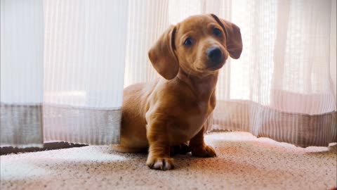 A pet dog wanders on camera