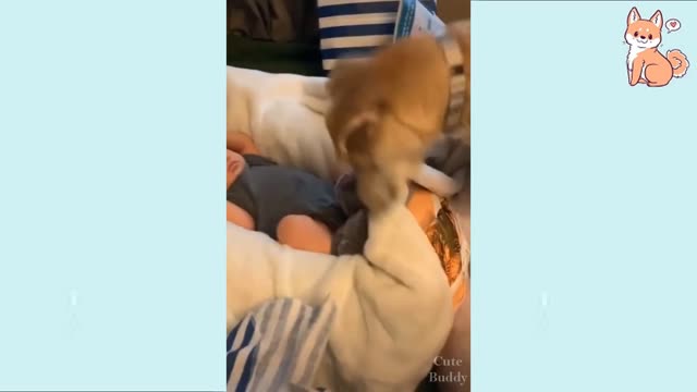 Funny Dog Fight Video 2021