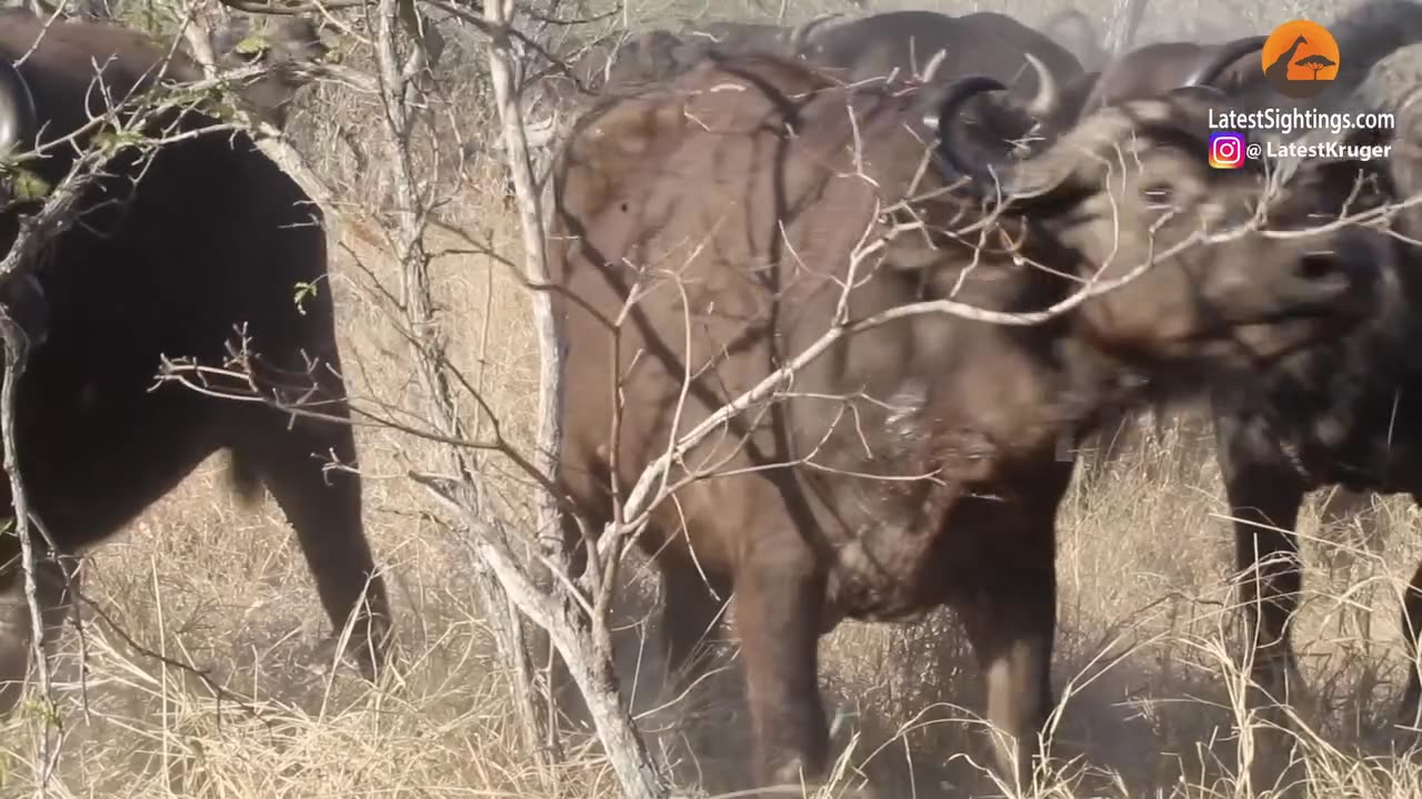 See how Buffalo saves cow from lions grip 🦁 🐃