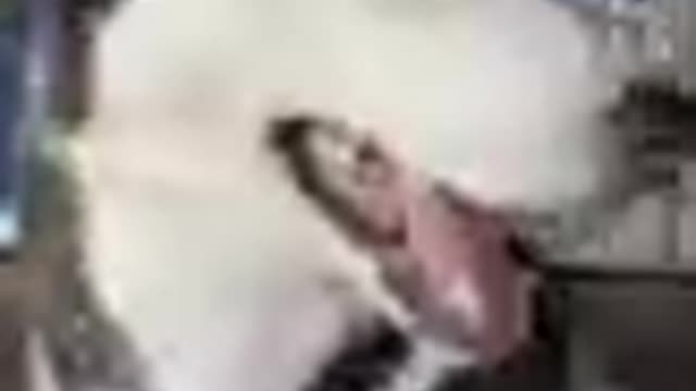 Funny Husky Goes Through A CAR WASH