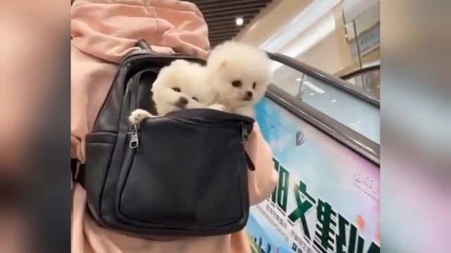 Pomeranian puppy #shorts cute dog