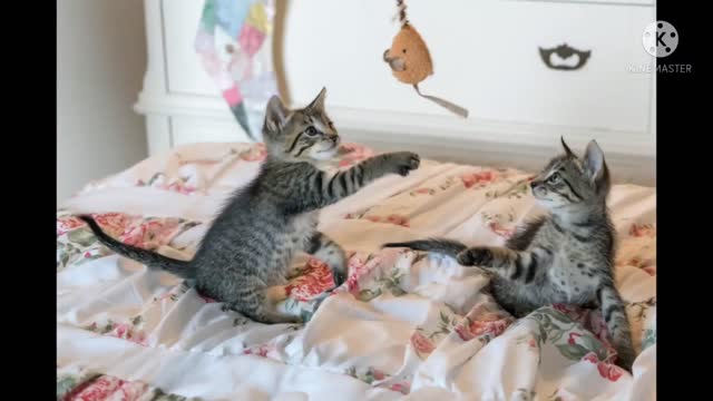 Cats video