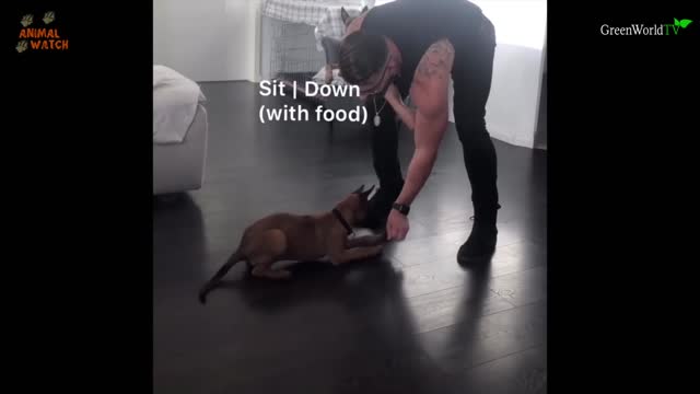 HOW TO TRAIN YOUR BELGIAN MALINOIS PUPPY