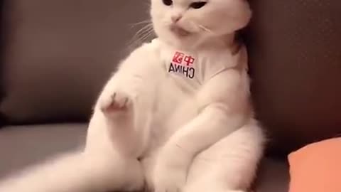 Cat full funny video