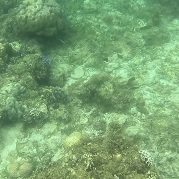 Snorkeling Around a Reef in Recovery