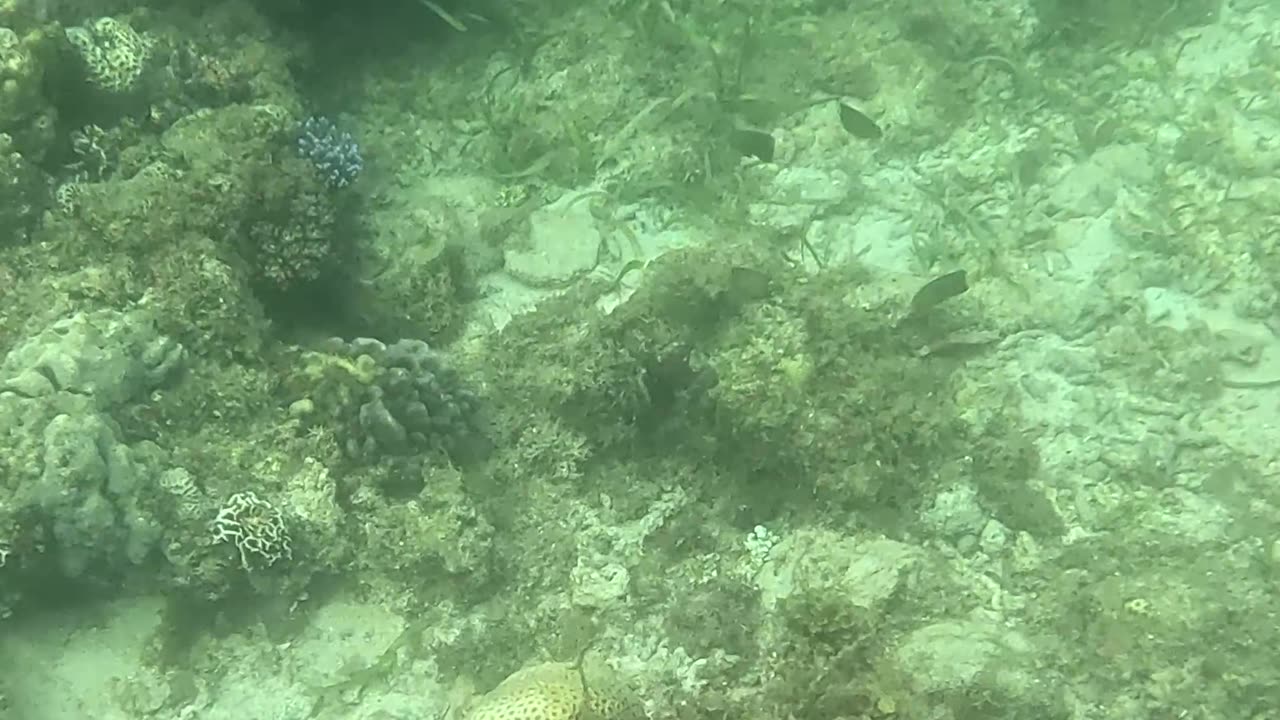 Snorkeling Around a Reef in Recovery