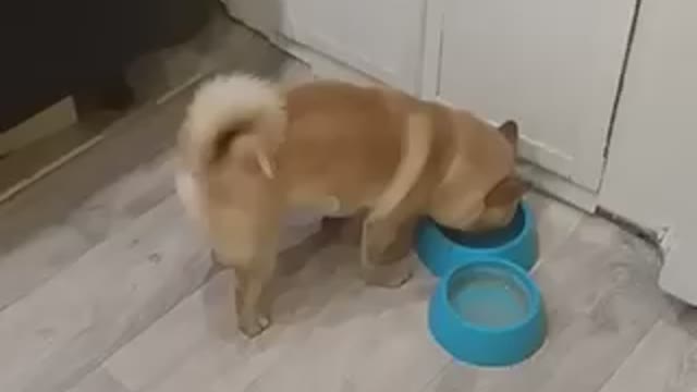 dog waiting for food