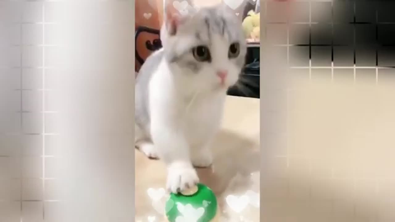 funny cute cat video