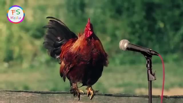 Hen funny video # funny video