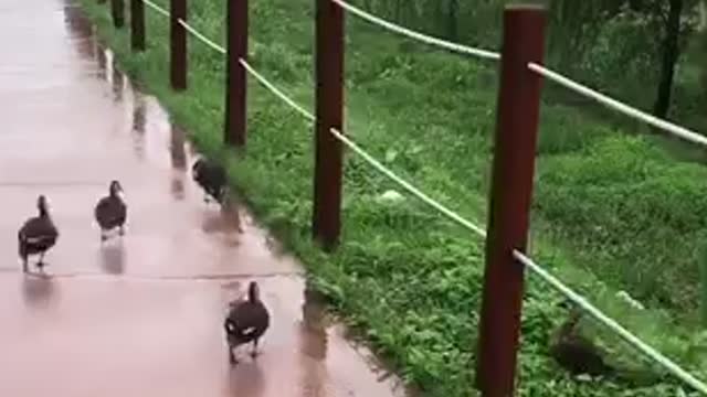 Duck family on a rainy day