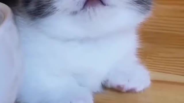 Cute baby cat meow meow