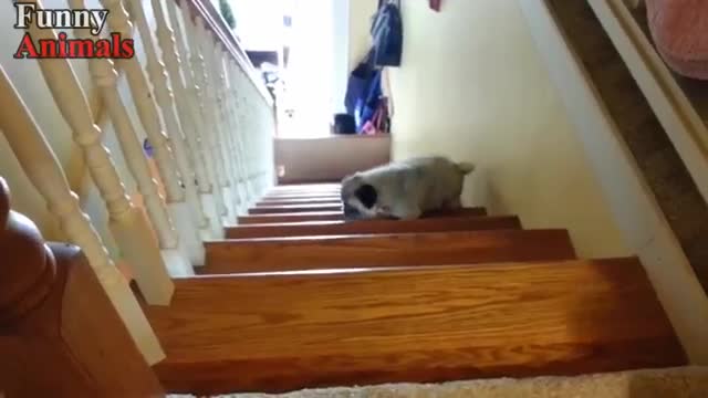 Funny Dogs Vs Stairs - Funny Dog Dog