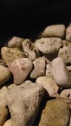 Spider Going After It's Next Meal.