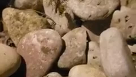 Spider Going After It's Next Meal.