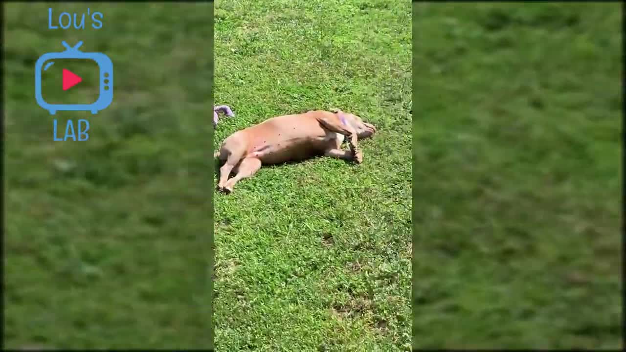 Animals being derps compilation 5 @fails @funny @fails @2019 @compilation @laugh_HD