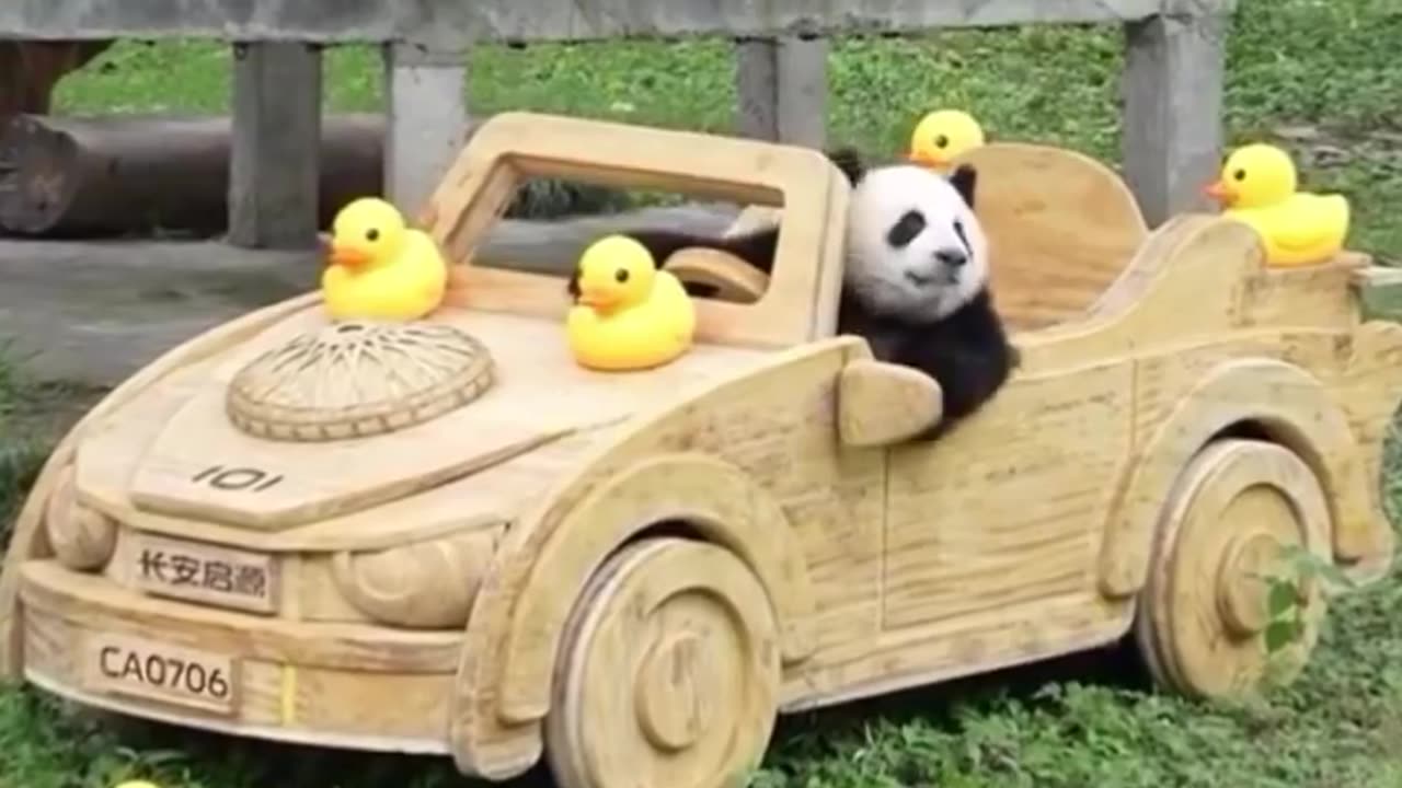 Panda bear trying out it’s new sports car