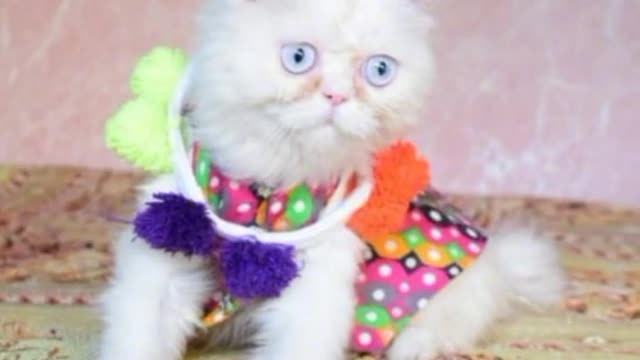 cat video-cute cat video #shorts #beautiful #animal #sweet