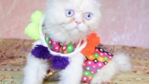 cat video-cute cat video #shorts #beautiful #animal #sweet