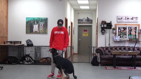 DOG TRAINING FOR BEGINNERS