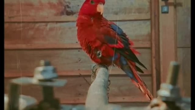 Naru bird