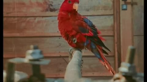 Naru bird