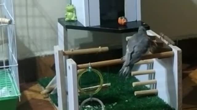 cockatiel singing "who's afraid of the big bad wolf"