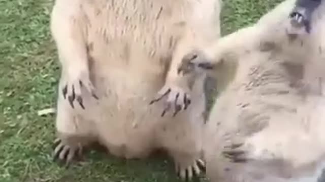 funny groundhogs playing together