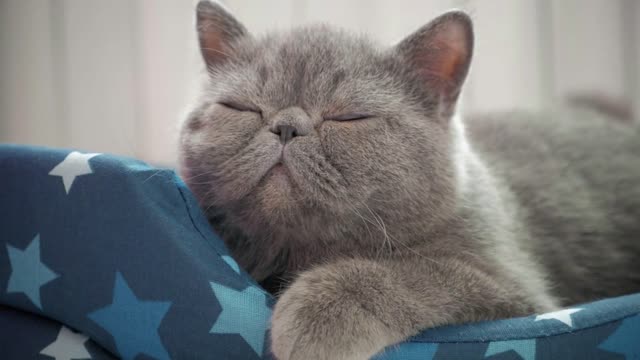 Sleeping grey cat in cat bed