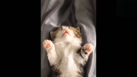 Funny animals [] Try not to laugh compilation 19