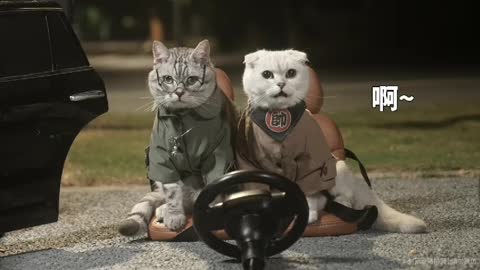 My Cats Have Bad Driving Skills Pt.2