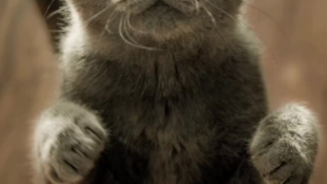 Cat Lovers 😀 How cats are SO Cute! Wonderful Video