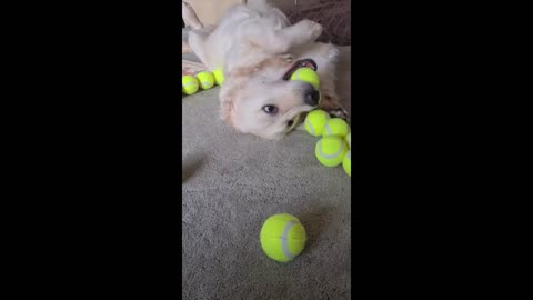 Sensory overload: Golden Retriever